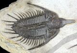 Stunning, Twin Psychopyge Trilobite - #50616-2